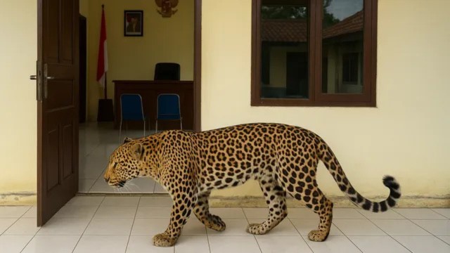 7 FAKTA Kaburnya Macan Tutul Lembang Park & Zoo: Diduga Stres, Viral hingga Diburu Anjing Pelacak!