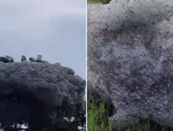 Viral ‘Awan’ Hitam Terbang di Langit Subang Mendarat di Sawah