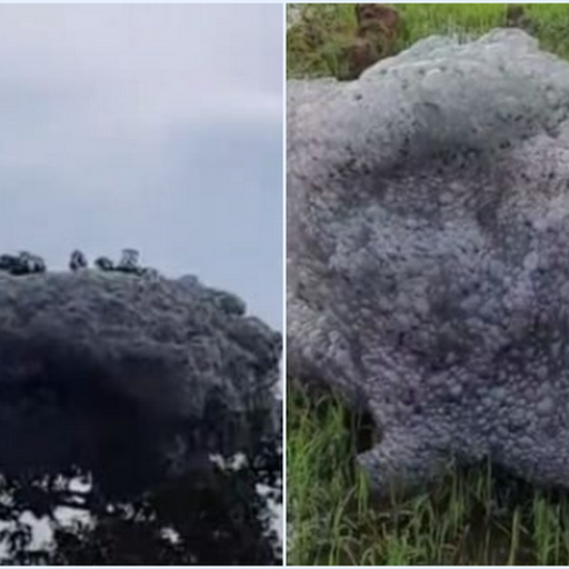Viral ‘Awan’ Hitam Terbang di Langit Subang Mendarat di Sawah