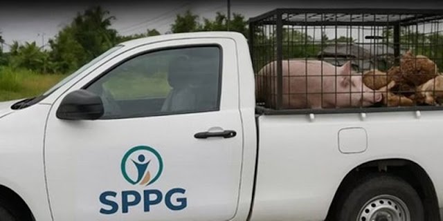 Pemilik Mobil Pengangkut Babi Bertuliskan SPPG Dilaporkan ke Polisi