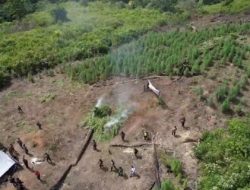 Ternyata Ini Cara Pemilik Ladang Ganja di Gayo Lues Tahu Perkembangan Tanamannya