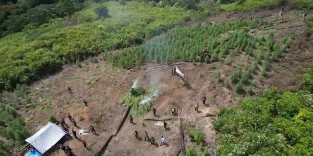 Ternyata Ini Cara Pemilik Ladang Ganja di Gayo Lues Tahu Perkembangan Tanamannya