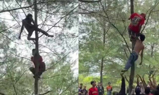 Viral! Momen Warga Selamatkan Pria Mabuk yang Panjat dan Tertidur di Atas Pohon, Endingnya Sesuai Harapan
