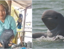 Video Viral Wanita Joget Pegang Ikan Pesut Mahakam Langka, Netizen Geram & Soroti UU