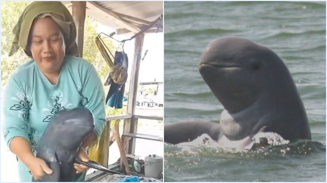 Video Viral Wanita Joget Pegang Ikan Pesut Mahakam Langka, Netizen Geram & Soroti UU