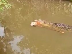 Warga Aceh Tewas Diterkam Buaya di Sungai Luan Boya: Kronologi & Imbauan