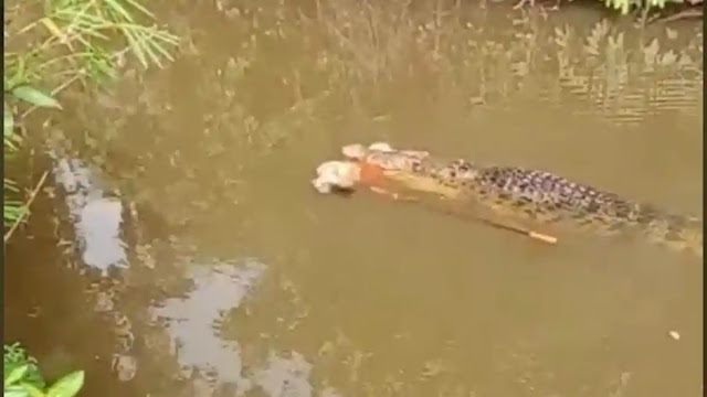 Warga Aceh Tewas Diterkam Buaya di Sungai Luan Boya: Kronologi & Imbauan