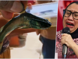 Klarifikasi Lengkap Polemik Lele Marinasi di Program Makan Bergizi Gratis Pamekasan