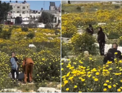 Bunga Liar Kuning Mekar di Pemakaman Gaza: Viral, Makna & Simbol Harapan