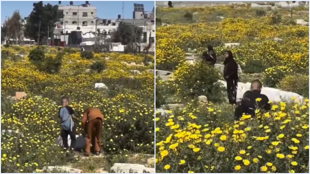 Bunga Liar Kuning Mekar di Pemakaman Gaza: Viral, Makna & Simbol Harapan