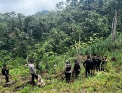 Polda Sumsel Buru 4 DPO Jaringan Ladang Ganja 20 Hektare di Empat Lawang, Sita 220 Kg Ganja Kering