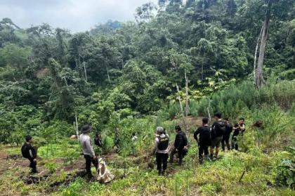 Polda Sumsel Buru 4 DPO Jaringan Ladang Ganja 20 Hektare di Empat Lawang, Sita 220 Kg Ganja Kering