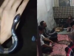 Remaja Tewas Digigit Ular Weling di Bogor, Teman Kritis – Kronologi Lengkap Viral