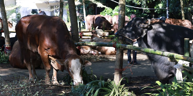 Menkeu Purbaya Buka Suara soal Anggaran Sapi Kurban Presiden Prabowo Rp100 Miliar