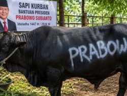 Polemik Rp100 Miliar! Anggaran Sapi Kurban Presiden 2026 Tuai Kritik, BaraNusa Desak BPK dan KPK Audit
