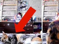 Kucing Deteksi Gempa Jepang 7,1 SR Sebelum Guncangan: Ini Penjelasan Ilmiahnya