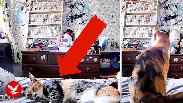 Kucing Deteksi Gempa Jepang 7,1 SR Sebelum Guncangan: Ini Penjelasan Ilmiahnya