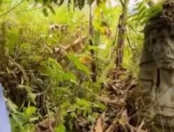 Patung Raksasa Mirip Firaun Muncul di Hutan Gunung Salak, Hebohkan Warganet