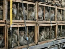 Ekspor 1.928 Monyet Ekor Panjang ke AS dan China: Indonesia Buka Lagi Keran Perdagangan Satwa Riset Bernilai Rp137 Miliar